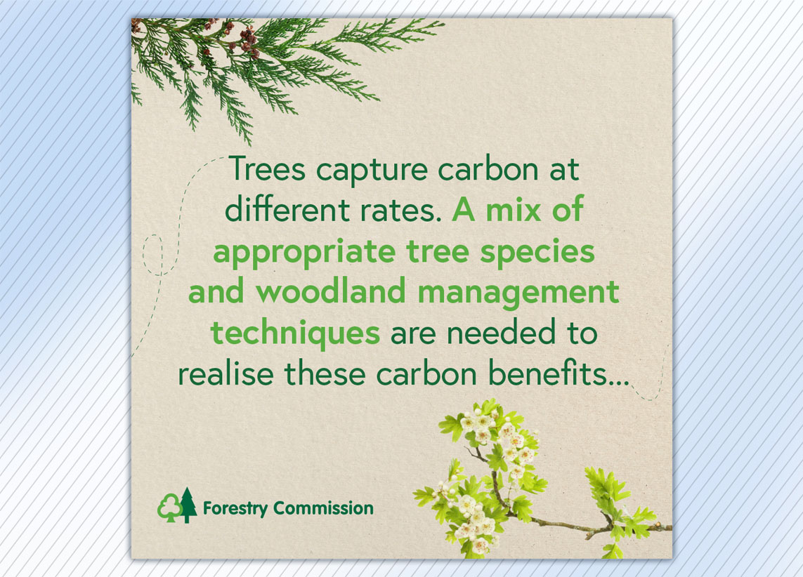 Forestry Commission 'What's the difference between conifer and broadleaf carbon capture rates?' carousel graphics